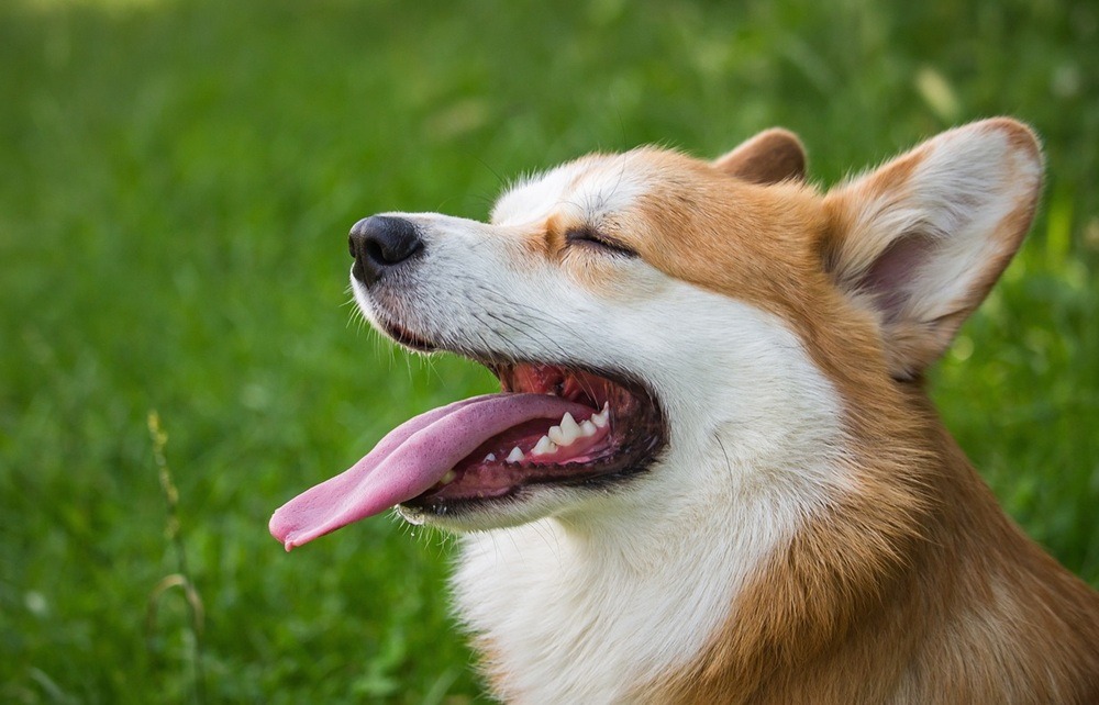 CBD for Pets